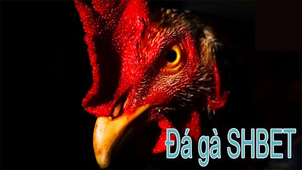 Chơi các game cấp độ Ffok thông qua ứng dụng này rất tiện lợi - Ffok