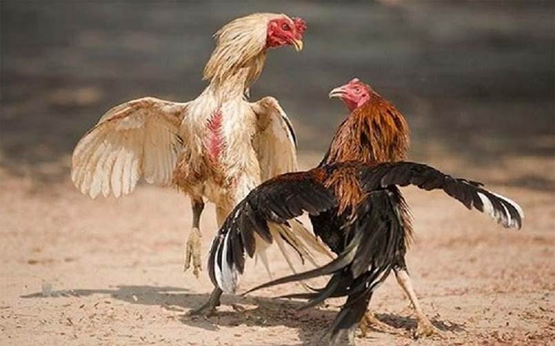 Hướng dẫn cách chơi các trò chơi bài trực tuyến tại sòng bạc đạt chuẩn Rw88 ở Maoping - Rw88